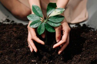 OK compost & Seedling